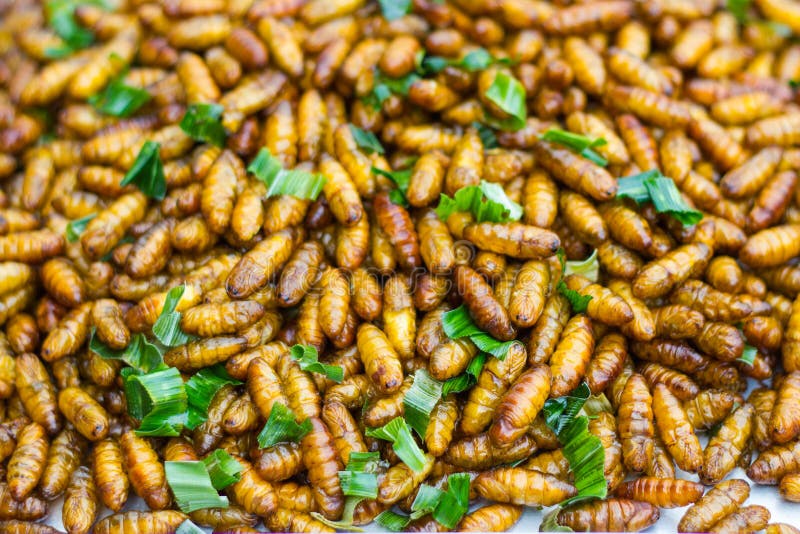 Gebratene Insekte Thailändisches Lebensmittel am Straßenlebensmittel lizenzfreie stockbilder Gebratene Insekte Thailändisches Lebensmittel am Straßenlebensmittel lizenzfreie stockbilder