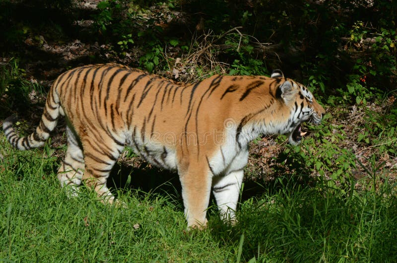Gebrul Amur Tiger Standing In Meadow stock afbeelding Gebrul Amur Tiger Standing In Meadow stock afbeelding