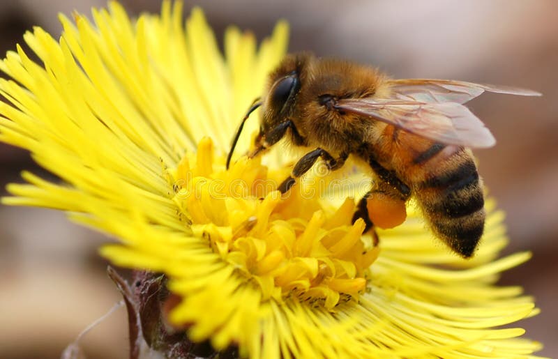 Gebürtige Honig-Biene