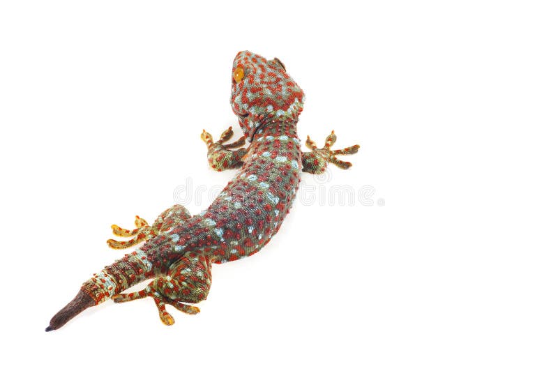 Gecko