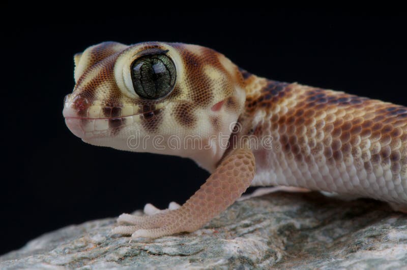 The wonder or frog-eyed gecko, Teratoscincus scincus, is found from the Arabian Peninsula in the countries of Qatar, United Arab Emirates and Oman, west across southern Asia in Iran, Afghanistan, and Pakistan, north to Russia, Kazakhstan, Turkmenistan, Uzbekistan, and Tajikistan to Mongolia and China. The wonder or frog-eyed gecko, Teratoscincus scincus, is found from the Arabian Peninsula in the countries of Qatar, United Arab Emirates and Oman, west across southern Asia in Iran, Afghanistan, and Pakistan, north to Russia, Kazakhstan, Turkmenistan, Uzbekistan, and Tajikistan to Mongolia and China.