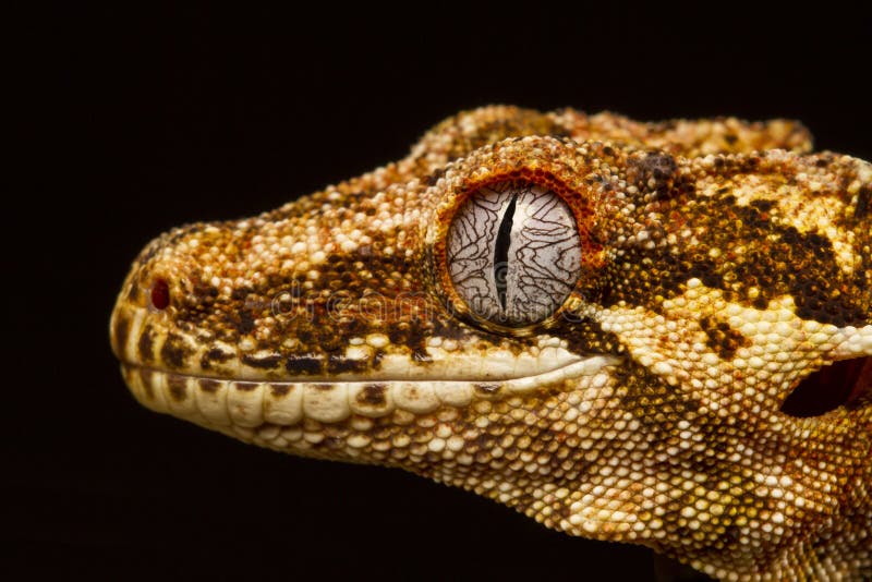 Gecko de gargouille (auriculatus de Rhacodactylus) dans le profil photographie stock libre de droits Gecko de gargouille (auriculatus de Rhacodactylus) dans le profil photographie stock libre de droits