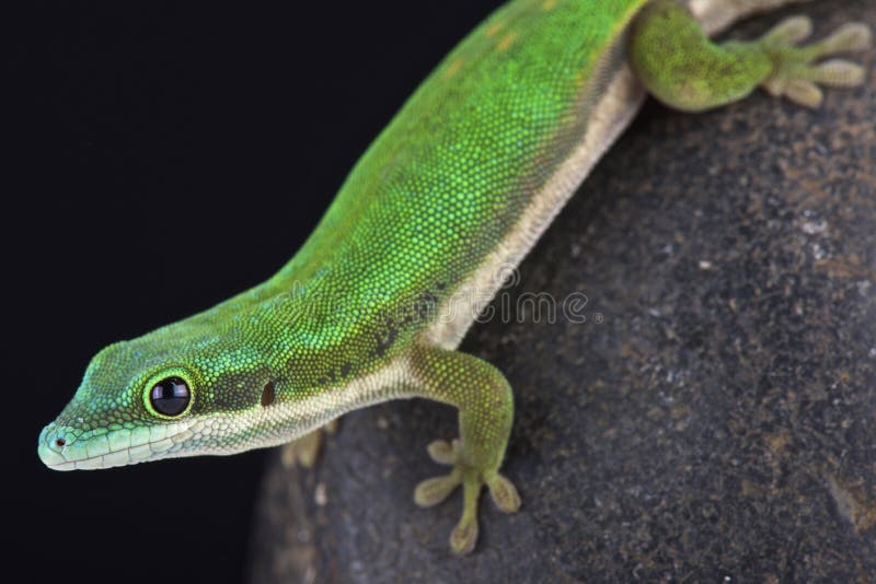 The Mayotte day gecko (Phelsuma nigristriata) is a colorful lizard species endemic to Mayotte island part of the Comoros. The Mayotte day gecko (Phelsuma nigristriata) is a colorful lizard species endemic to Mayotte island part of the Comoros.