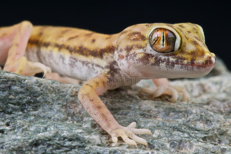 Gecko de la duna