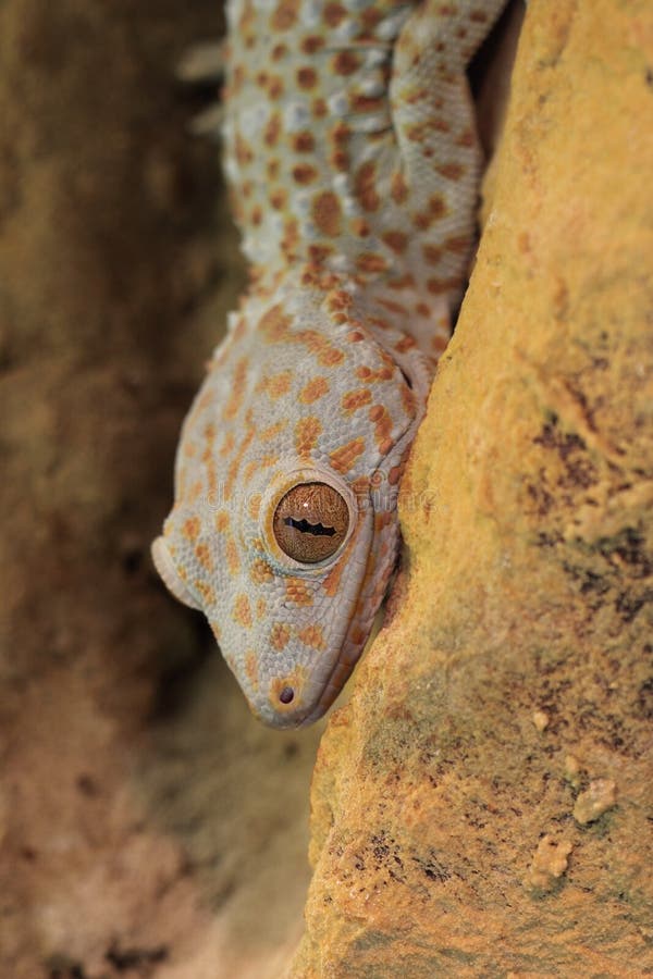 Gecko de Tokay foto de archivo libre de regalías Gecko de Tokay foto de archivo libre de regalías
