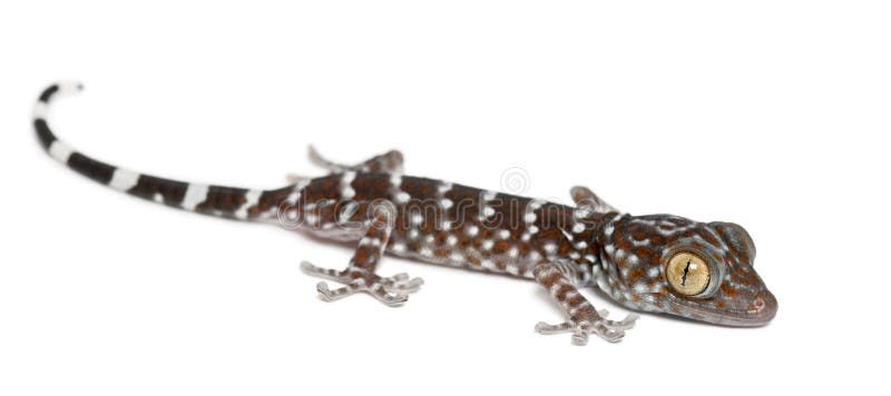 Gecko de Tokay, gecko de Gekko fotos de archivo Gecko de Tokay, gecko de Gekko fotos de archivo