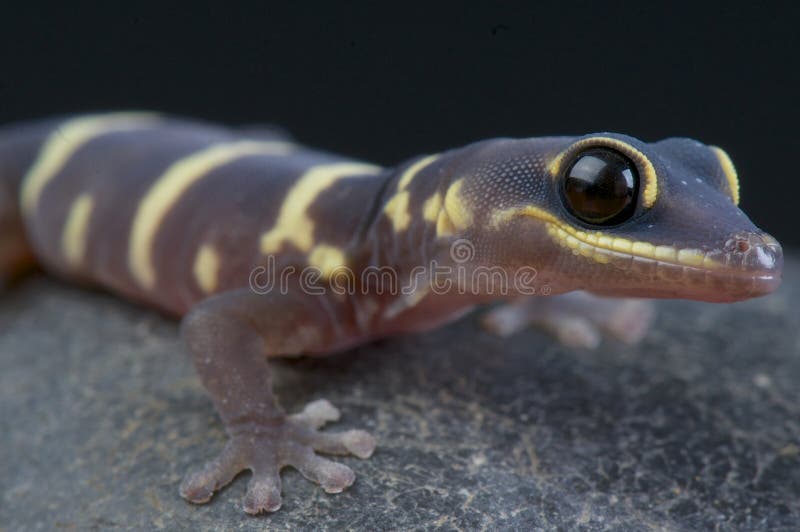 Gecko de velours/monilis d'Oedura