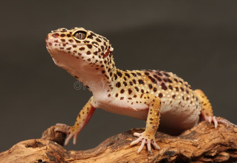 Gecko del leopardo fotografía de archivo Gecko del leopardo fotografía de archivo