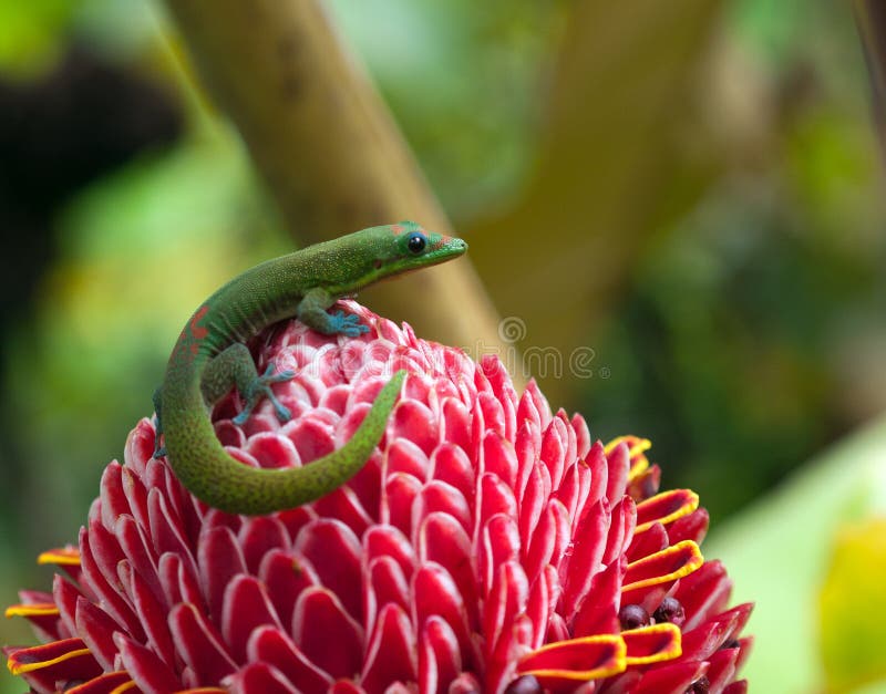 Gecko, der auf roter Fackel Ginger Flower in großer Insel Hawaiis sitzt