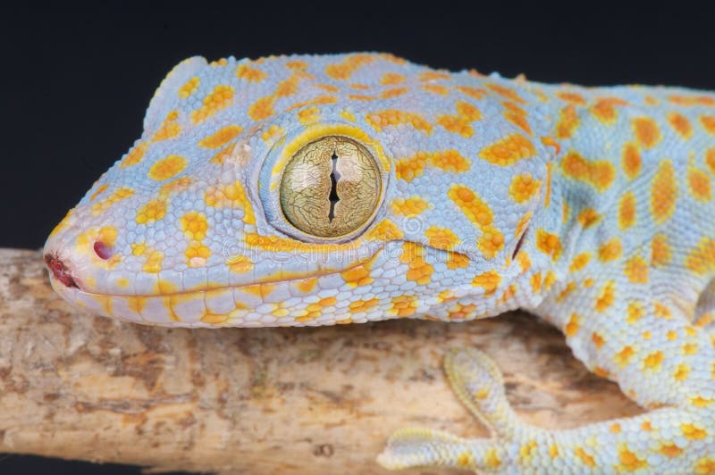 Gecko di Tokay