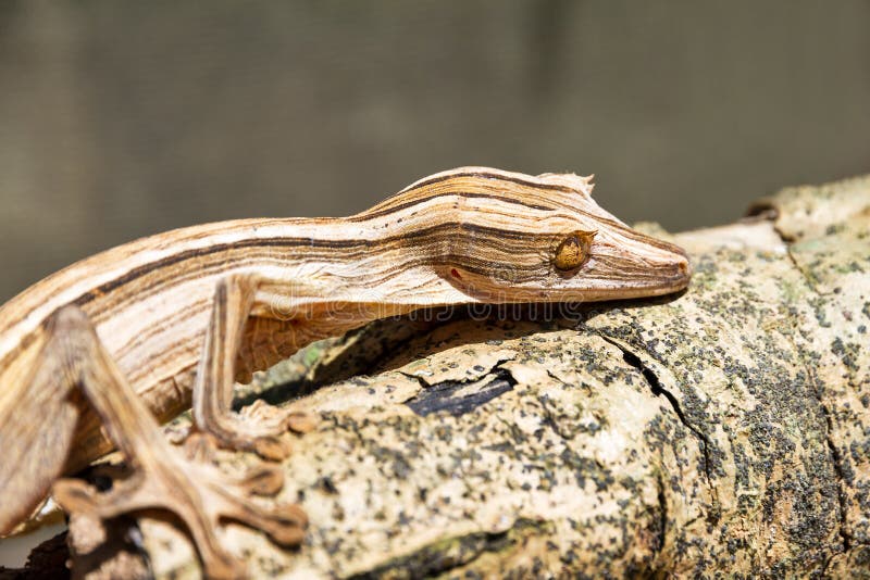 Gecko Feuille-coupé la queue rayé images libres de droits Gecko Feuille-coupé la queue rayé images libres de droits