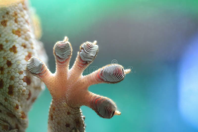 Zblízka Tokay Gecko ruku vystaven na sklo.