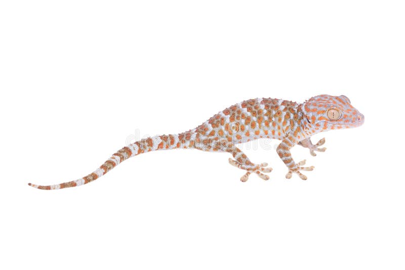Gecko Isolated On White Background Stock Photo Image of isolated