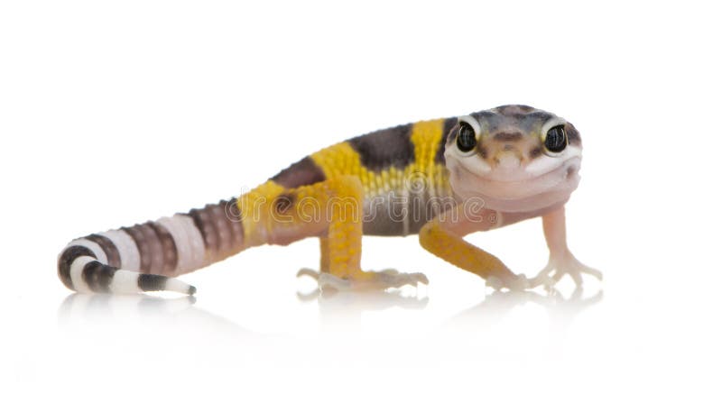 Juvenile Leopard gecko in front of a white background. Juvenile Leopard gecko in front of a white background