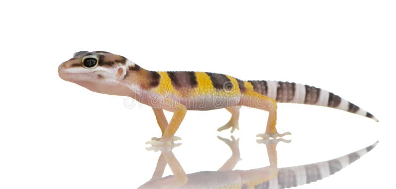 Juvenile Leopard gecko in front of a white background. Juvenile Leopard gecko in front of a white background