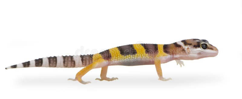 Juvenile Leopard gecko in front of a white background. Juvenile Leopard gecko in front of a white background