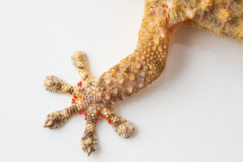 Gecko leg