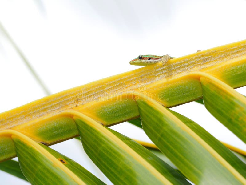 Gecko in natural habitat stock photo. Image of mauritius 98790098