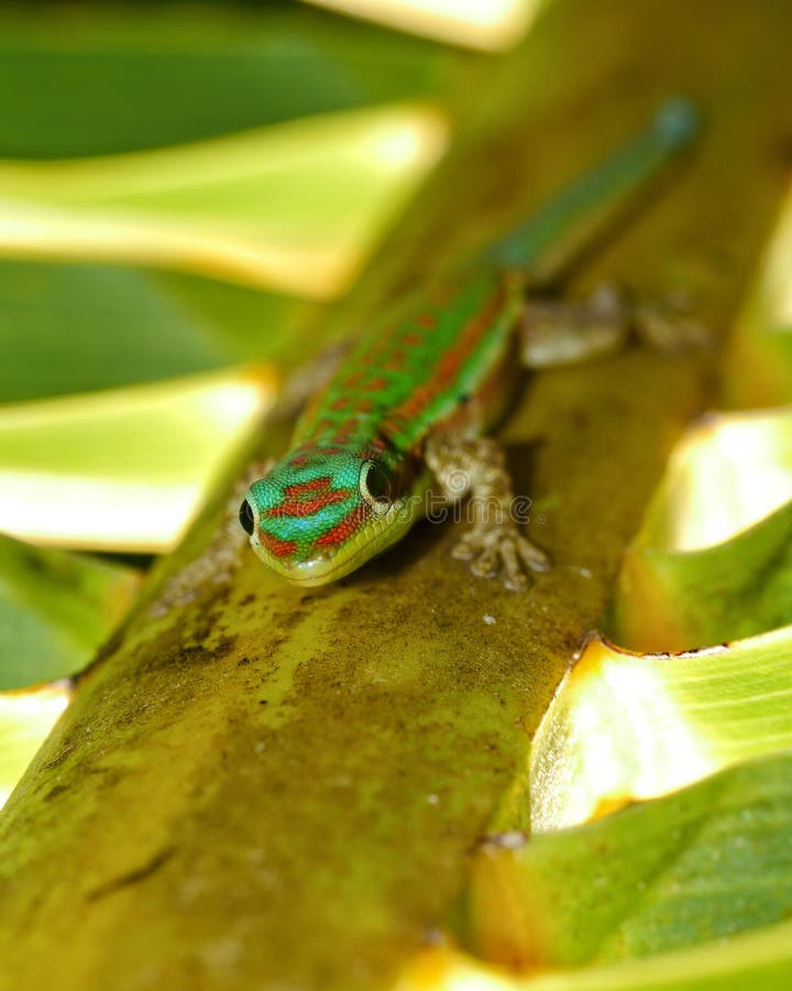 Gecko in natural habitat stock photo. Image of gecko 98791130