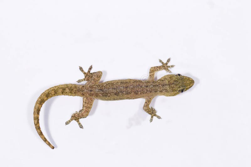 Gecko, Pondicherry, Tamil Nadu Stock Image - Image of cute, logo: 108956305 Gecko, Pondicherry, Tamil Nadu Stock Image - Image of cute, logo: 108956305