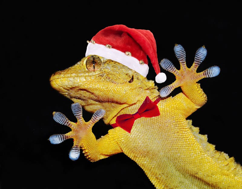 Gecko with santa claus hat and bow tie that greets everyone