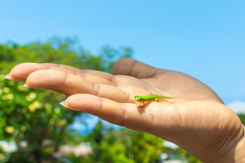 Gecko vert dans la paume d'une main image libre de droits Gecko vert dans la paume d'une main image libre de droits