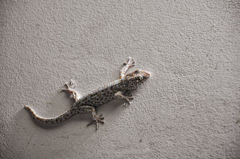 Scary Gecko Climbs And Sticks On The Cement Wall In Toilet Sourteast