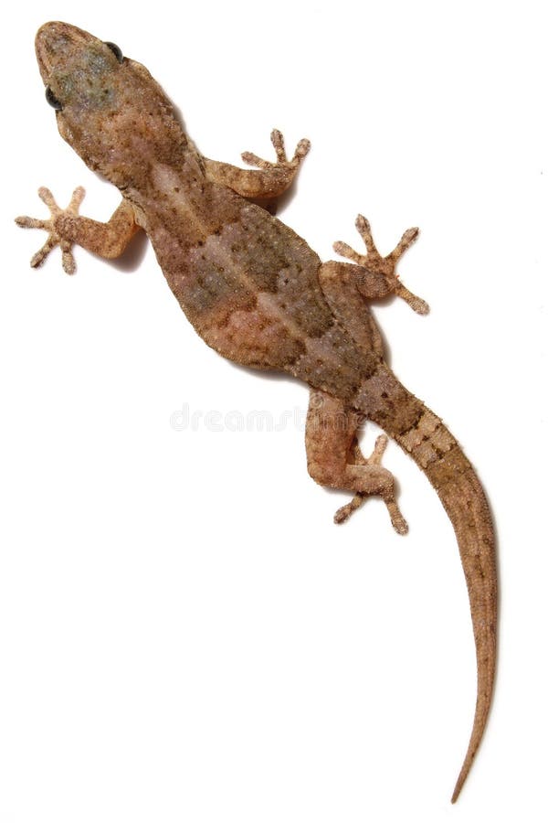 Tarentola gecko on white wall