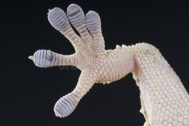 gecko ποδιών στοκ φωτογραφίες gecko ποδιών στοκ φωτογραφίες