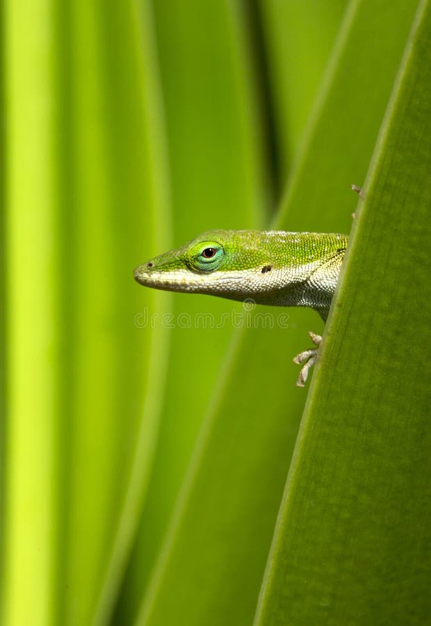 gecko πράσινο στοκ εικόνα με δικαίωμα ελεύθερης χρήσης gecko πράσινο στοκ εικόνα με δικαίωμα ελεύθερης χρήσης
