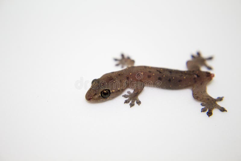 Gecko χωρίς ουρά στο άσπρο υπόβαθρο Σαύρα μωρών με τη στήριξη δυνατότητας απώλειας ουρών στοκ εικόνες Gecko χωρίς ουρά στο άσπρο υπόβαθρο Σαύρα μωρών με τη στήριξη δυνατότητας απώλειας ουρών στοκ εικόνες