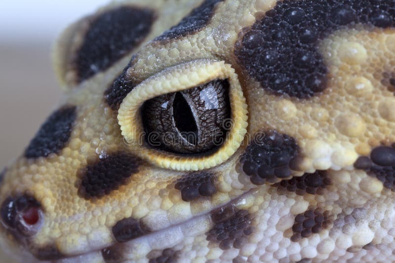 Geckos face royalty free stock photo