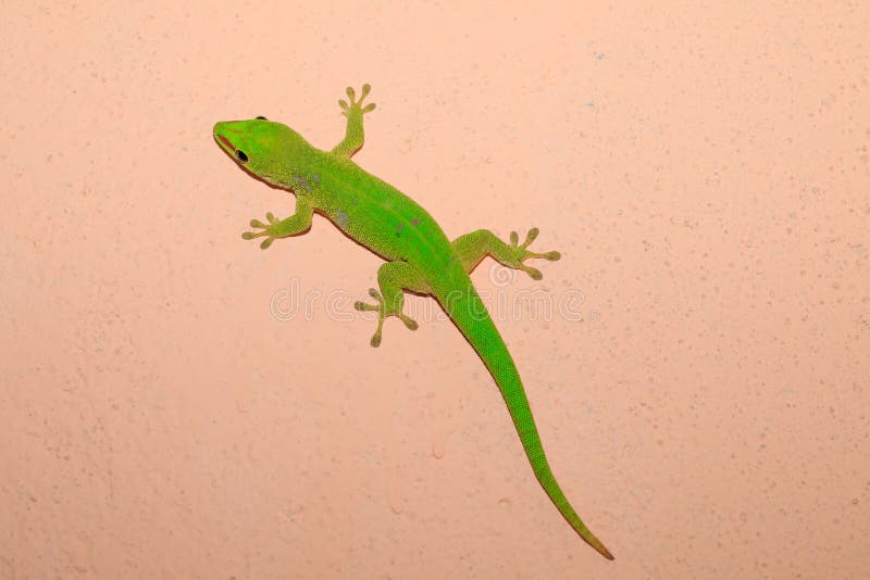 Geco do dia do madagascariensis de Phelsuma, Madagáscar foto de stock royalty free Geco do dia do madagascariensis de Phelsuma, Madagáscar foto de stock royalty free