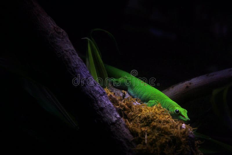 Geco verde Hidding em uma árvore foto de stock Geco verde Hidding em uma árvore foto de stock