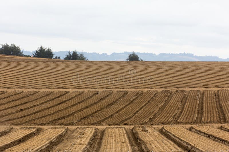 Gecultiveerde Landbouwgrond