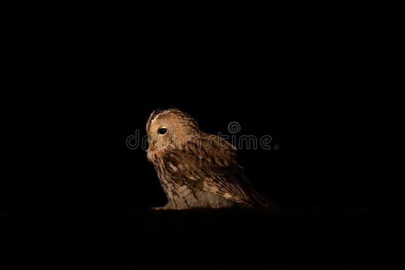 Disoriented brown owl standing on the ground. Disoriented brown owl standing on the ground.