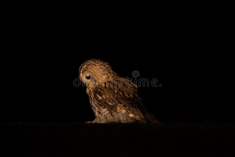 Disoriented brown owl standing on the ground. Disoriented brown owl standing on the ground.