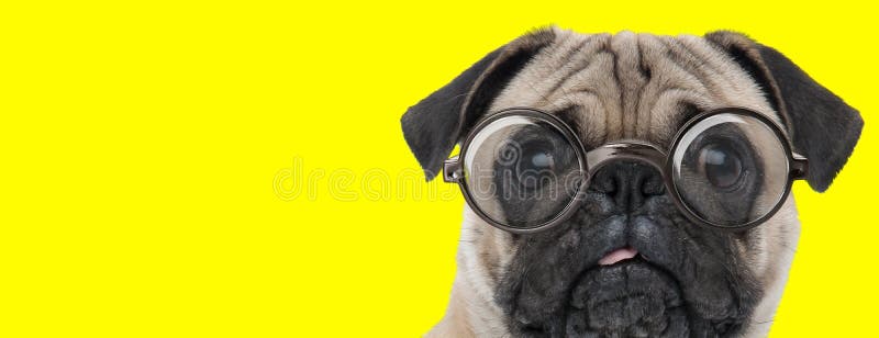 Disoriented pug dog wearing glasses and sticking out tongue on yellow background. Disoriented pug dog wearing glasses and sticking out tongue on yellow background