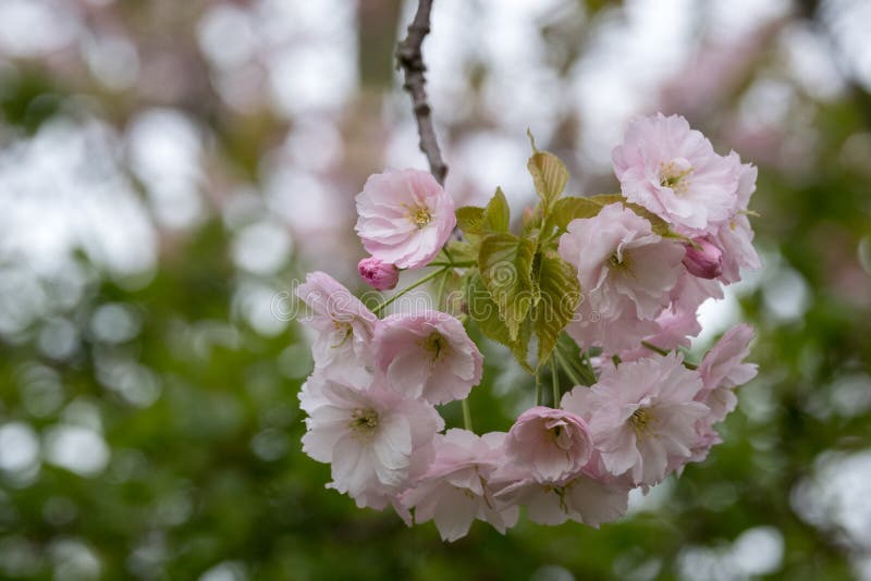 Gedetailleerde mening van gevoelige lichtrose die kersenbloesem, in Regent` s Park wordt gefotografeerd, Londen stock foto Gedetailleerde mening van gevoelige lichtrose die kersenbloesem, in Regent` s Park wordt gefotografeerd, Londen stock foto