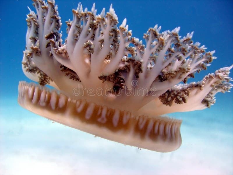 Kopfüßer-Qualle lizenzfreies stockbild
