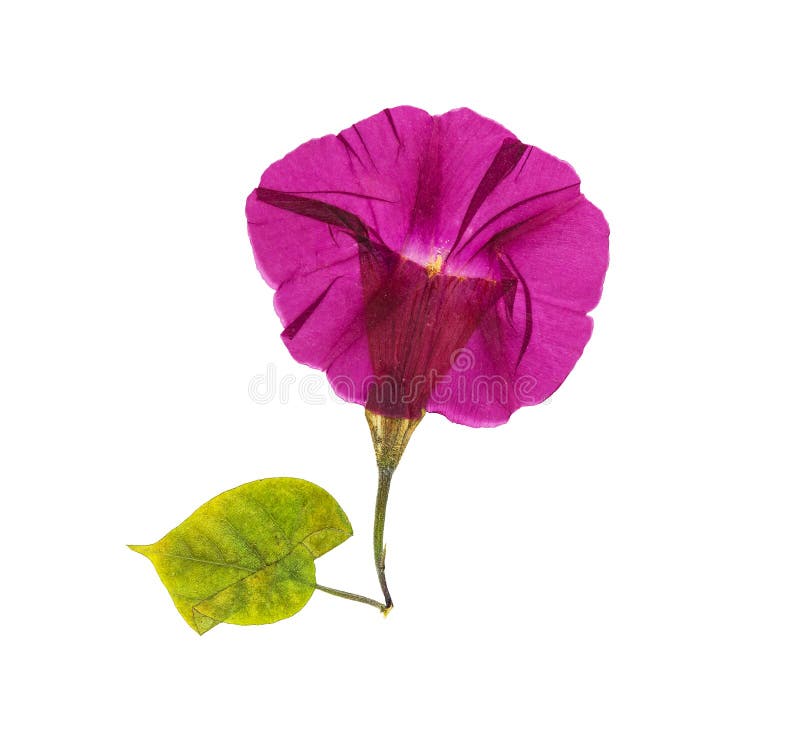 Gedrukte en droge geïsoleerde bloem ochtend-glorie of Ipomoea, royalty-vrije stock afbeeldingen Gedrukte en droge geïsoleerde bloem ochtend-glorie of Ipomoea, royalty-vrije stock afbeeldingen