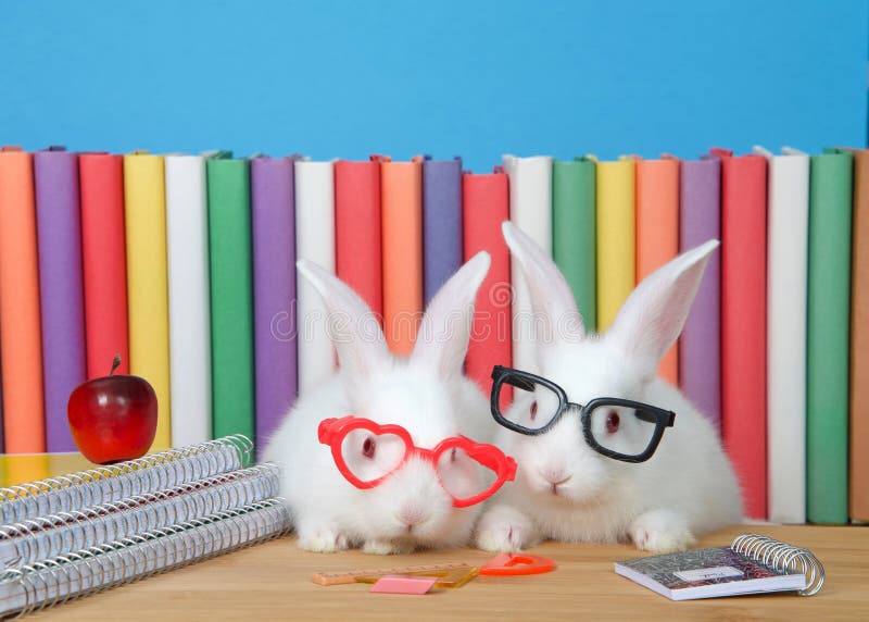 Geeky de volta aos coelhos da escola que vestem vidros imagens de stock royalty free Geeky de volta aos coelhos da escola que vestem vidros imagens de stock royalty free