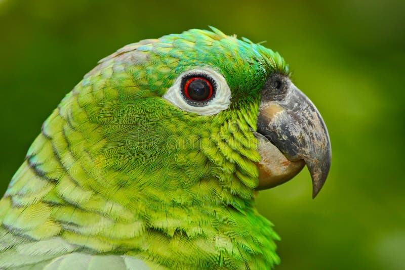 Geel-bekroond Amazonië, Amazona-ochrocephalaauropalliata, portret van lichtgroene papegaai, Costa Rica Het portret van het detail stock foto's Geel-bekroond Amazonië, Amazona-ochrocephalaauropalliata, portret van lichtgroene papegaai, Costa Rica Het portret van het detail stock foto's