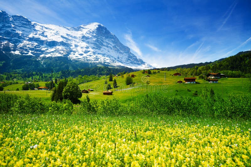 Geel bloemengebied, mooi Zwitsers landschap