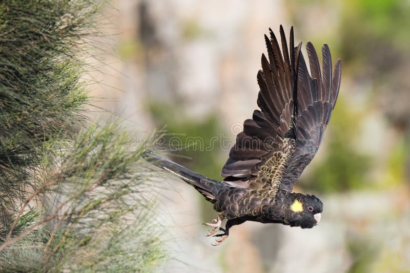 A Yellow-Tailed Black Cockatoo flying off a cliff in Morialta Conservation Park, part of the Mount Lofty Ranges near Adelaide, South Australia. A Yellow-Tailed Black Cockatoo flying off a cliff in Morialta Conservation Park, part of the Mount Lofty Ranges near Adelaide, South Australia