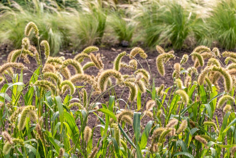 Geel en groen Setaria pumila en vedergras in een park in de zomer stock foto Geel en groen Setaria pumila en vedergras in een park in de zomer stock foto