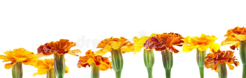 Geel en rode bloemen stock afbeelding Geel en rode bloemen stock afbeelding