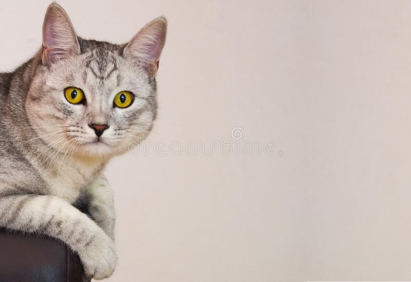 Geel-eyed kattenzitting op de laag royalty-vrije stock foto Geel-eyed kattenzitting op de laag royalty-vrije stock foto