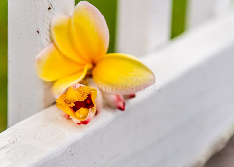 Geel Frangipani en Ginger Tree Blossoms op witte piketomheining stock afbeelding Geel Frangipani en Ginger Tree Blossoms op witte piketomheining stock afbeelding