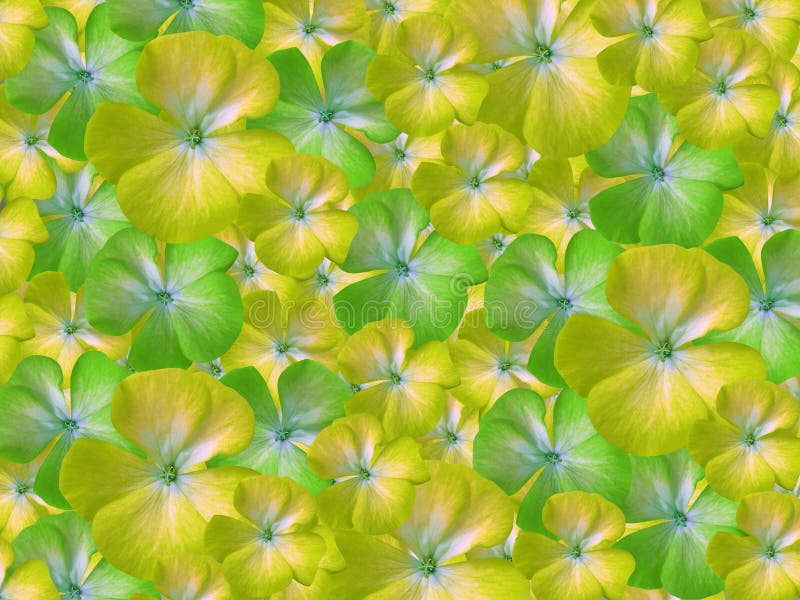 Geel-groen-witte bloemengeranium Bloemen achtergrond Achtergrond van bloemen Voor ontwerp stock illustratie Geel-groen-witte bloemengeranium Bloemen achtergrond Achtergrond van bloemen Voor ontwerp stock illustratie